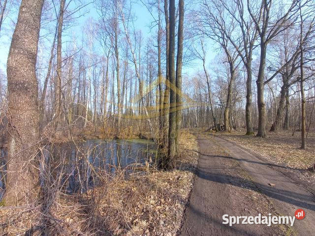 sprzedaży działki 6000m2 Budy Michałowskie