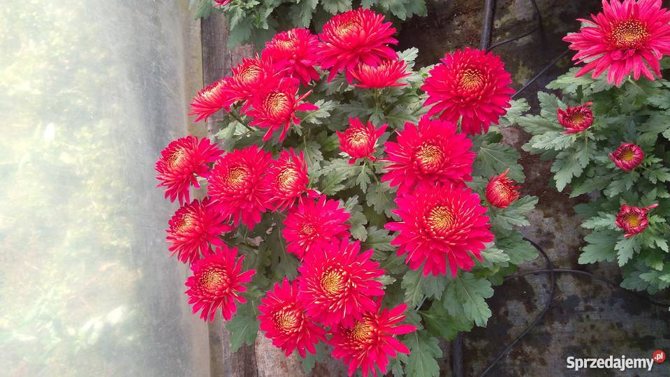 Chryzantemy szlachetne sterowane świętokrzyskie Zawichost