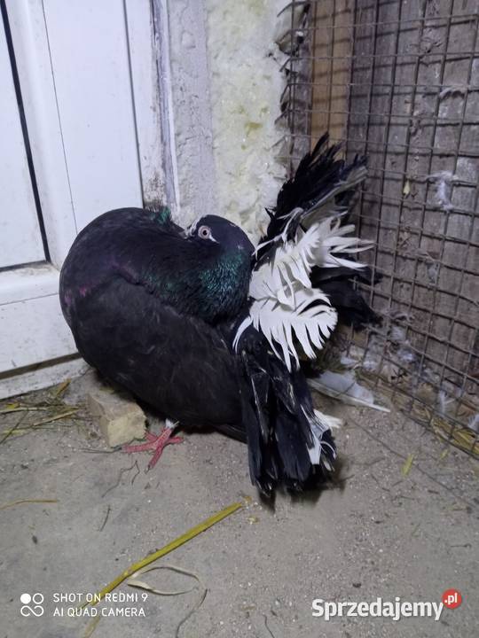 Pawiki czarne na białych ogonach siwe Zamość