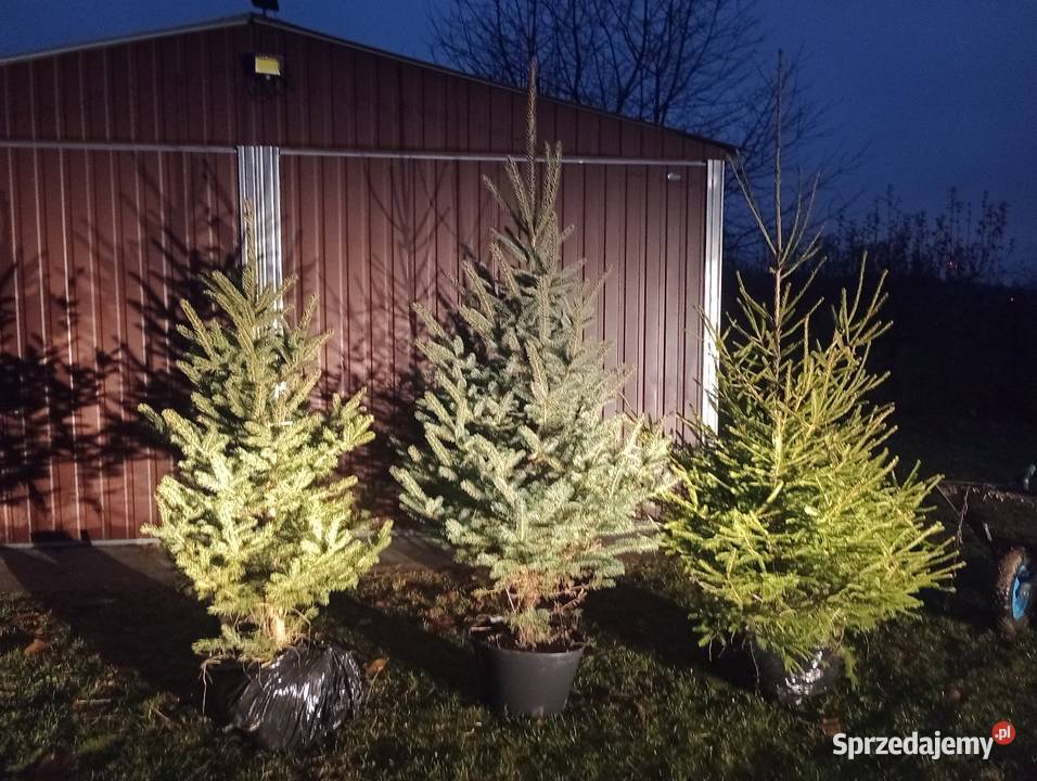 choinki świąteczne świerk srebrny zielony