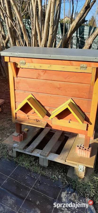 ule warszawskie zwykłe 2 letnie