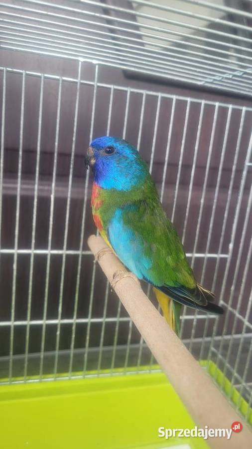 Samiec łąkowki wspanialej