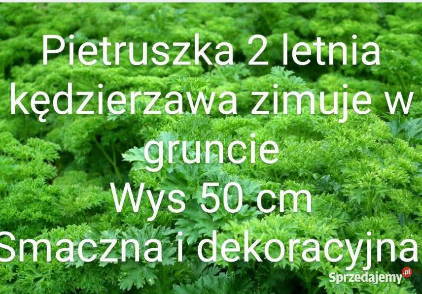 Salata lodygowa nasiona świata 30 gatunkow Kraków