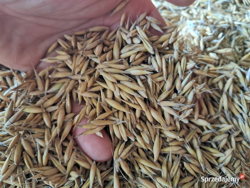 Sprzedam Owies 2025 Brudzewice-Kolonia