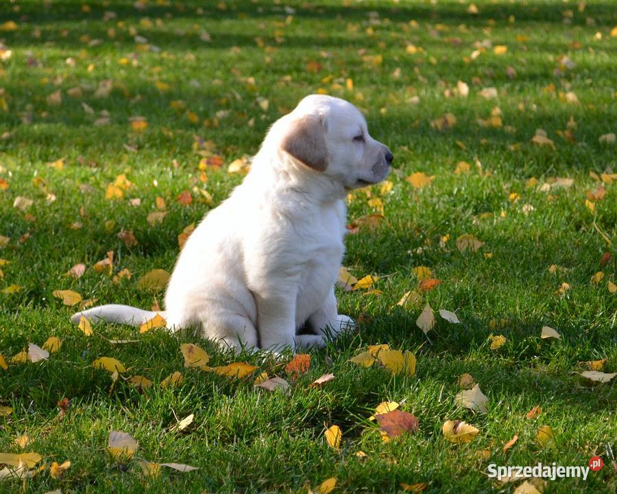 Samiec pies biszkoptowy Labrador Retriever Żelechlinek