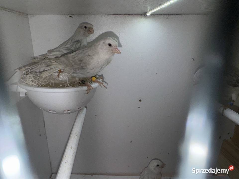 Kanarki białosrebne Kraków