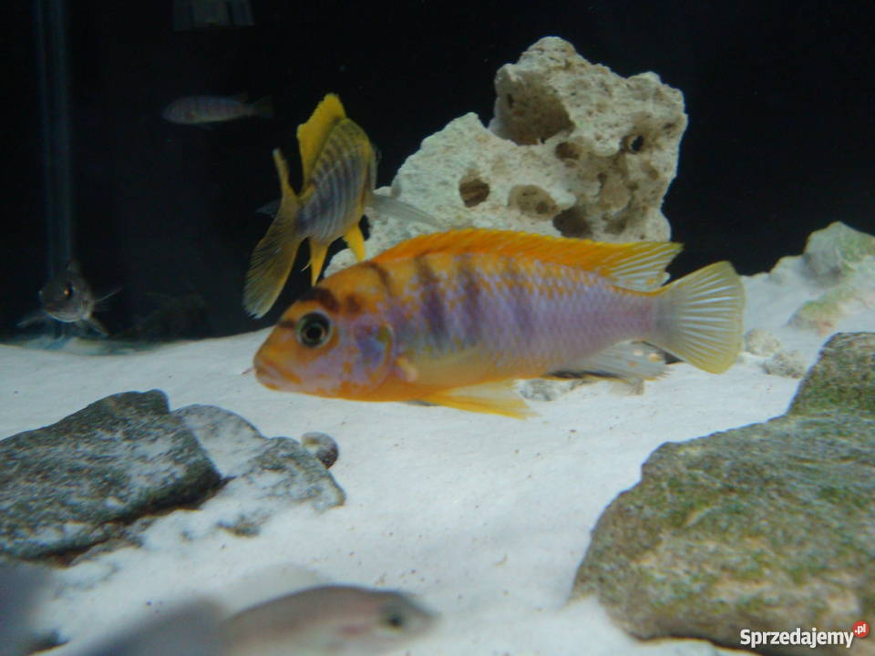 Pyszczaki Labidochromis Hongi Sweden Kraków
