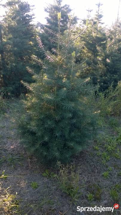Choinki PLANTACJA Jodła Kalifornijska Jankowice