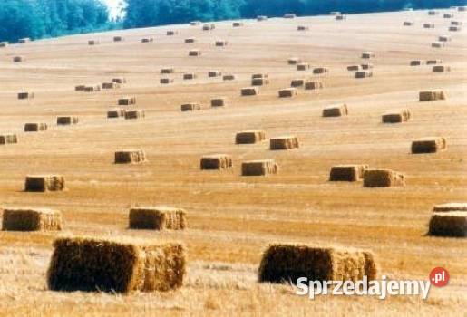 słoma w kostkach zamówienia rezerwacja na sezon Trawy, słoma lubelskie Wola Korybutowa Druga