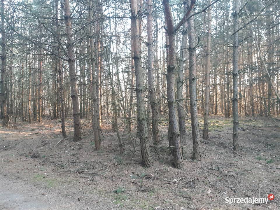 Sprzedam działki Dębno Ożarów sprzedam