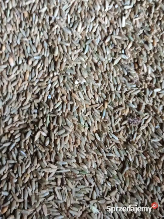 Pszenzyto świętokrzyskie Komórki