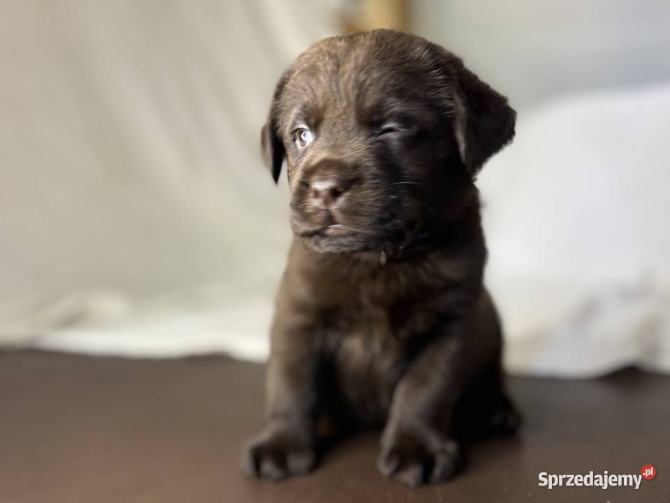 Labrador czekoladowy szczenię piesek łódzkie Piekary