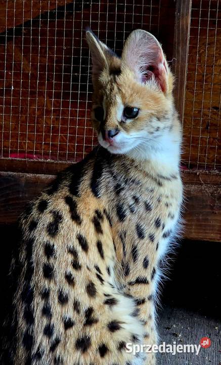 Serwal Afrykański Leptailurus serval przepiękna sprzedam