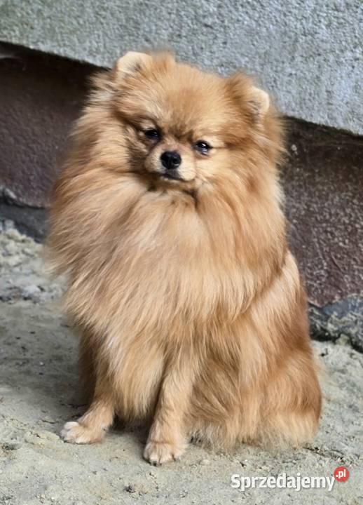 Pomeranian szpic miniaturowy zkwp FCI