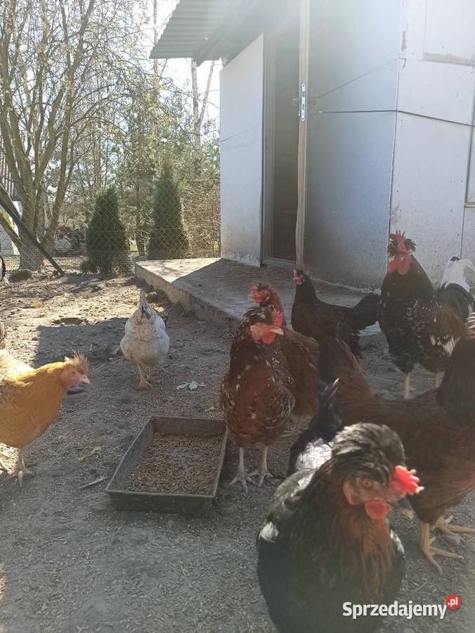 Jaja lęgowe czubatka staropolska Krupe