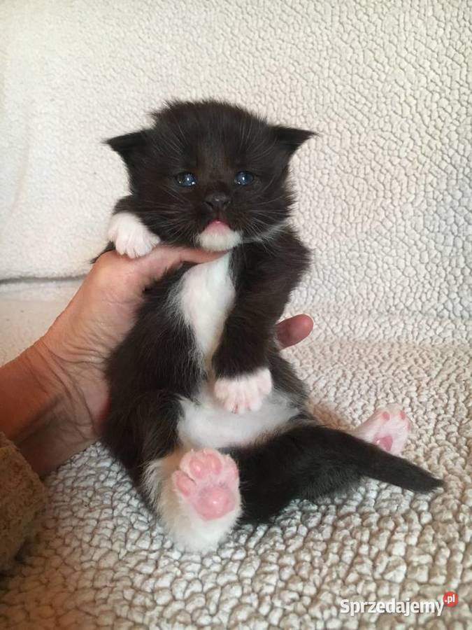 Kocięta Maine Coon wielkie koty Kraków sprzedam