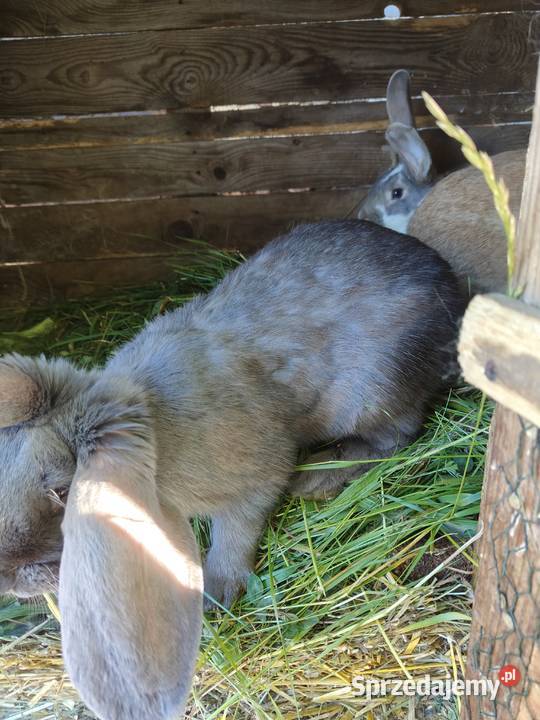 Sprzedam króliki podkarpackie Ostrów