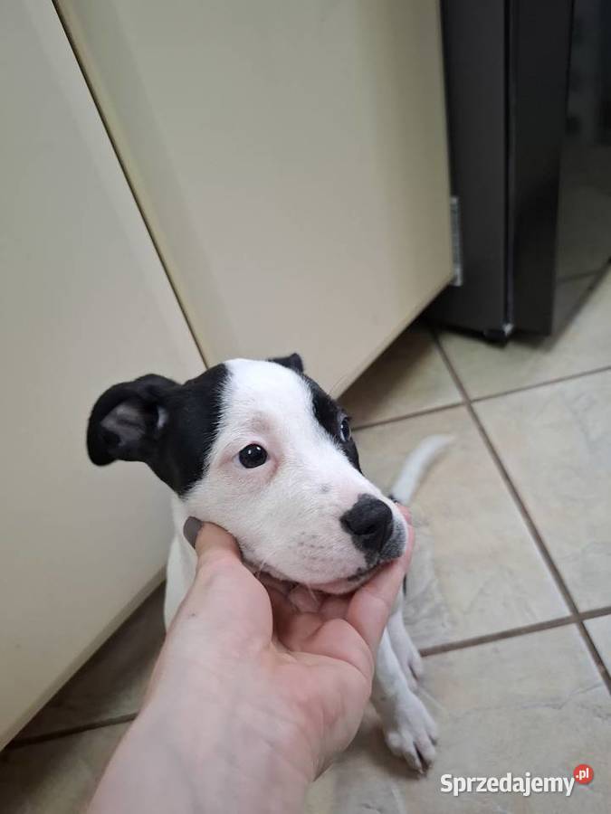 Szczeniaki amstaff opolskie Kędzierzyn-Koźle sprzedam