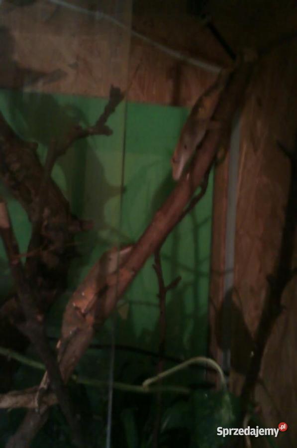 dwa gekony orzęsione terrarium 120x40x60 Opole