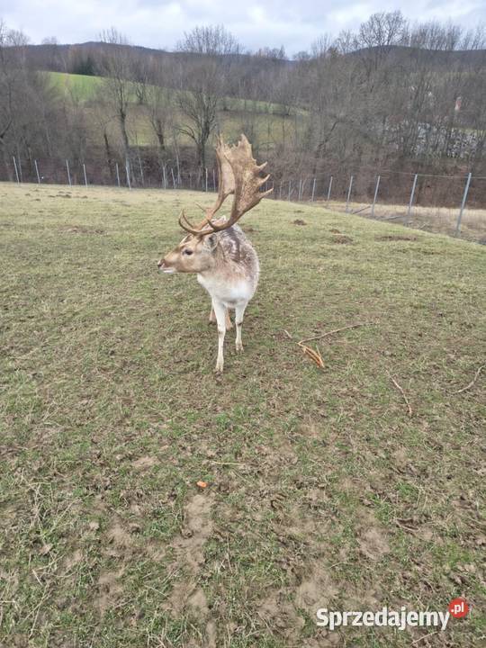 Szprzedam Daniele Jabłonka sprzedam