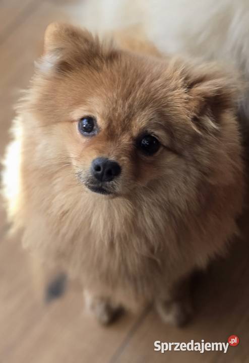 Pomeranian suczka szpic miniaturowy zkwp FCI Piątkowisko
