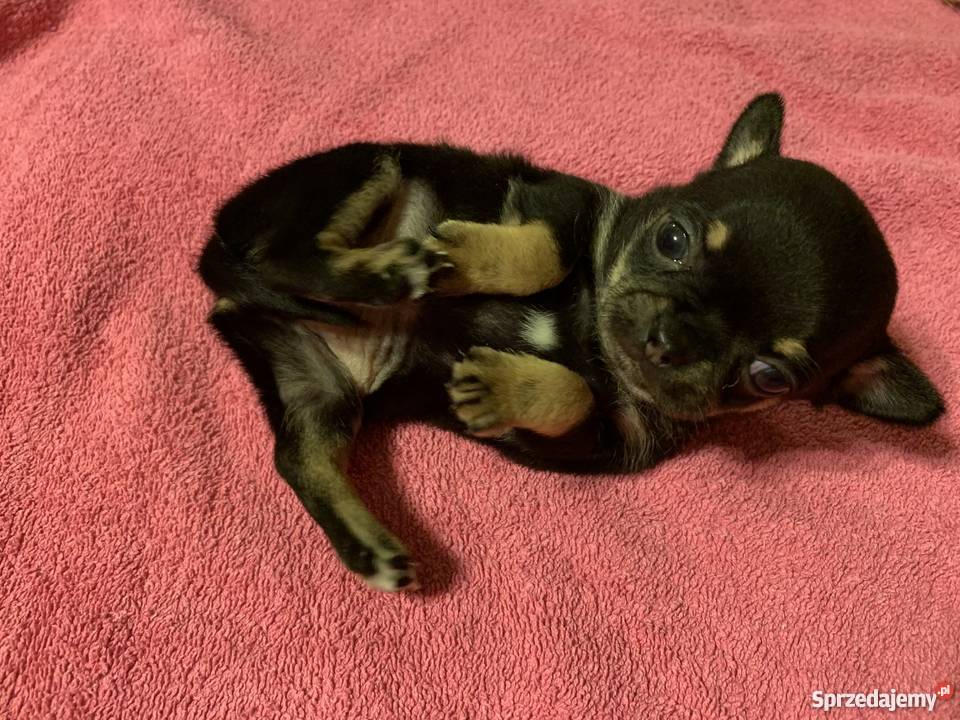 Super Mini CHIHUAHUA SUNIA z metryką waga Chihuahua