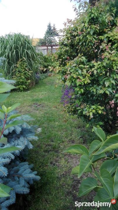 Sprzedam dom wolnostojący Wągrowiec