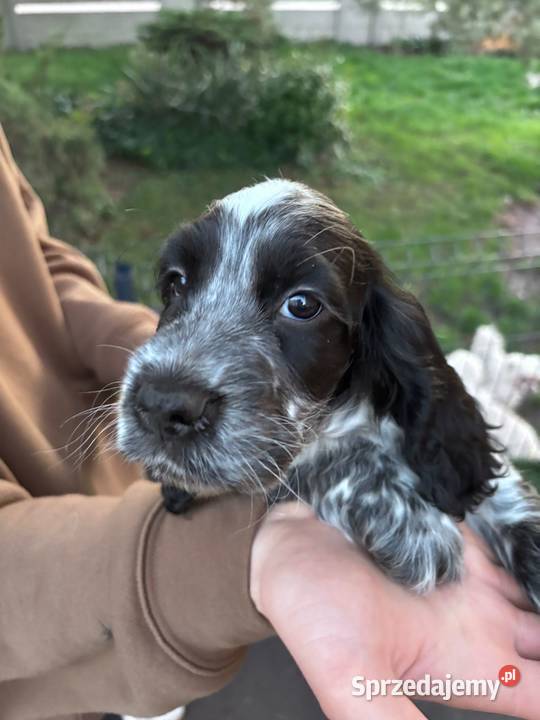 Cocker spaniel angielski wielkopolskie Żelazków sprzedam