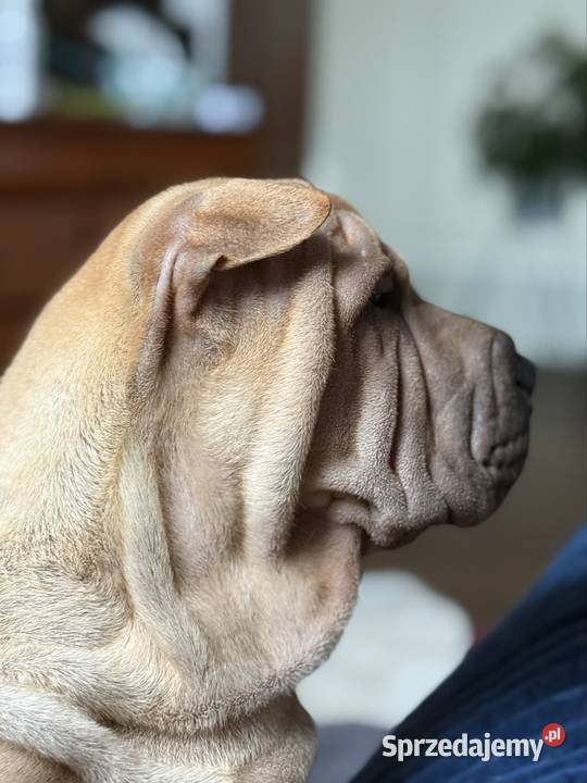 Szczenięta rasy shar pei sprzedam