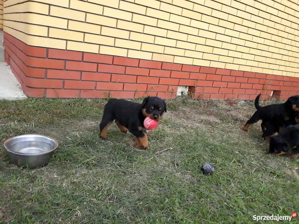 Rottweiler szczeniaki Radom