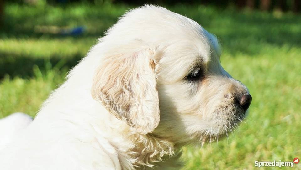 Rodowodowe Golden Retriever goldeny ZKwP FCI Łężki-Parcel