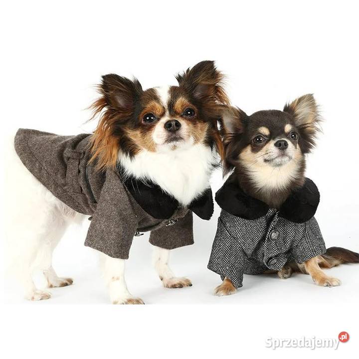 3XL Puppy Angel Płaszcz psa szary elegancki śląskie Gaszowice