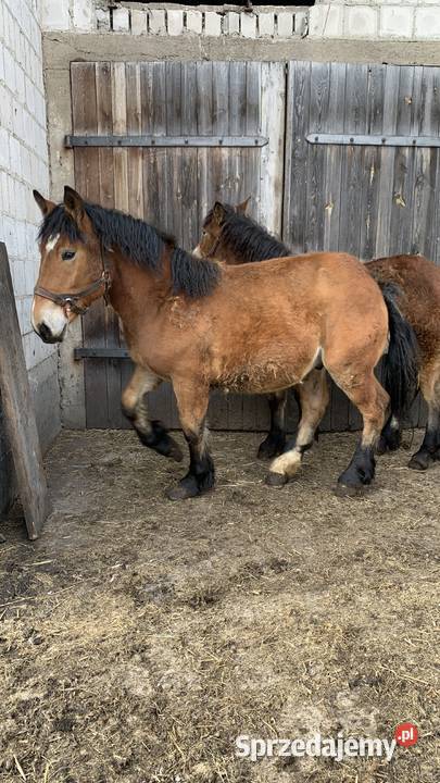 Sprzedam Zrebaki podlaskie