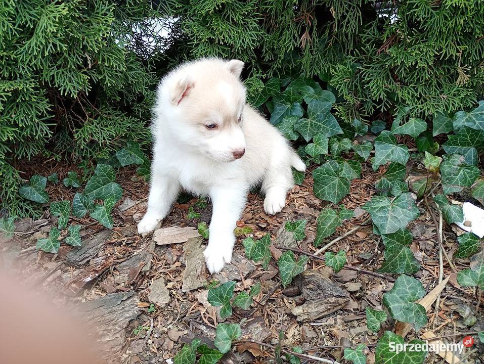 Siberian husky boy