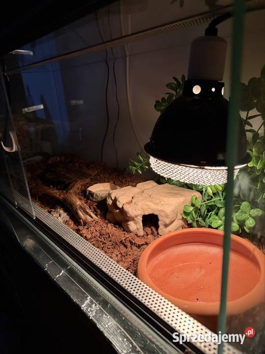 Waż pyton królewski Highway cb21 2100g regius Gdańsk