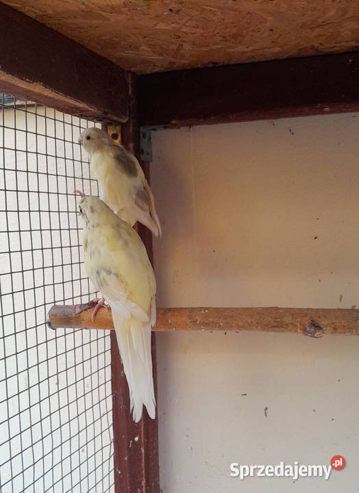 Sprzedam modrolotki wielkopolskie Ostrów Wielkopolski