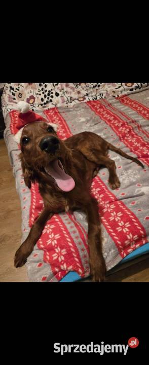 Seterki irlandzkie z rodowodem Magonie sprzedam