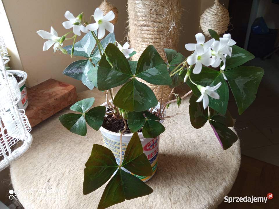 Oxalisy stale kwitnące