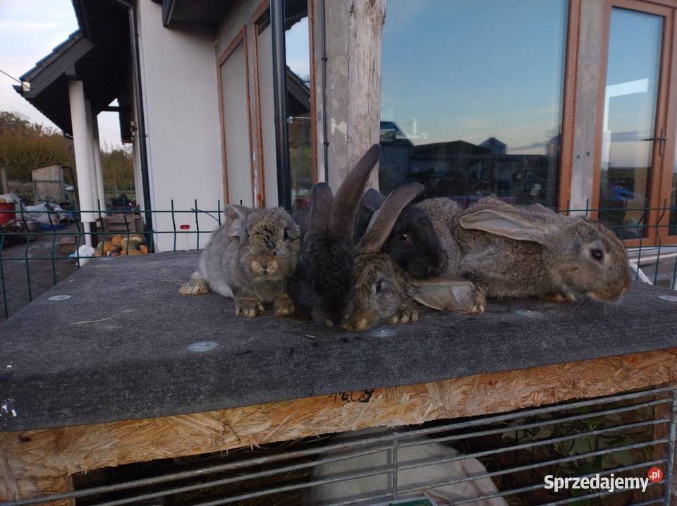 Samce olbrzym belgijski Turzno