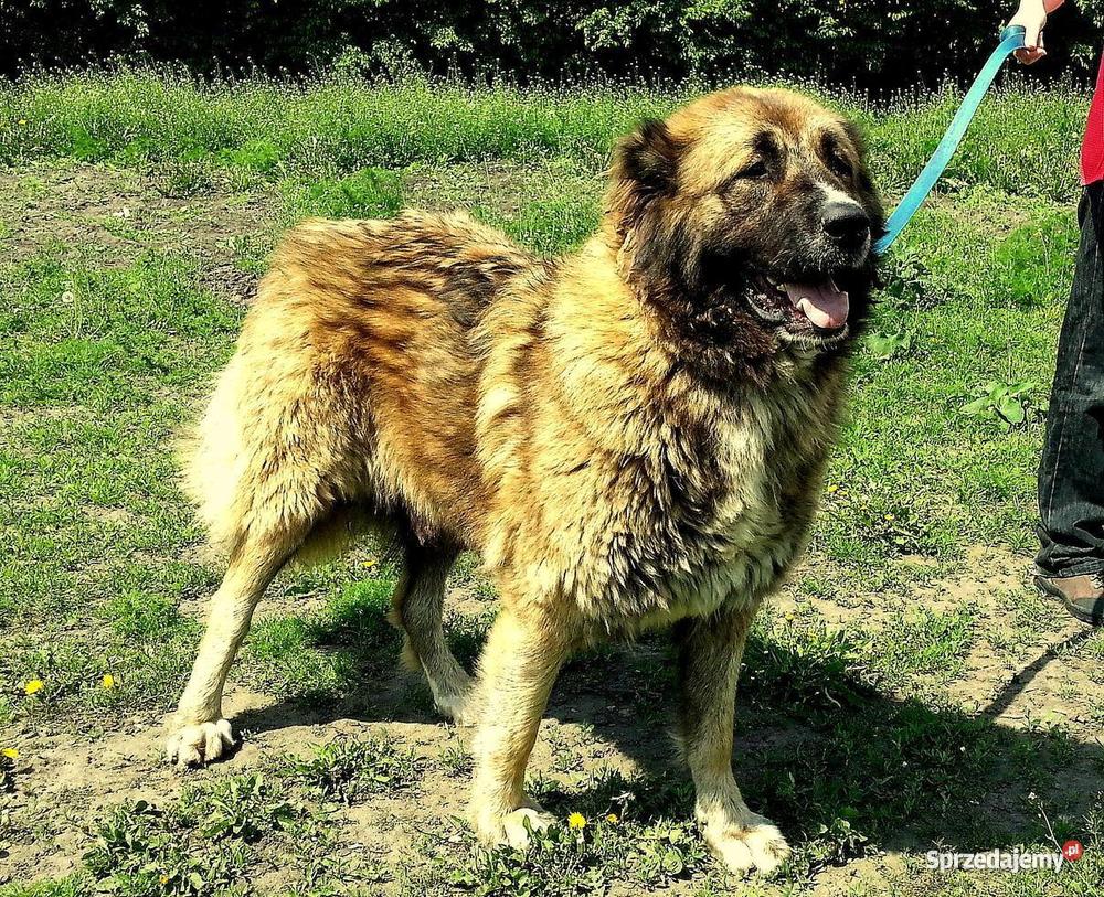 Owczarek Kaukaski kujawsko-pomorskie Inowrocław