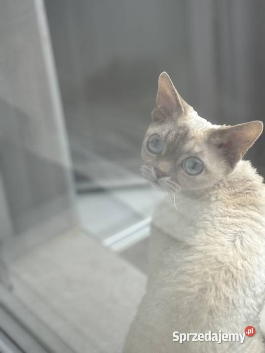koteczka Devon Rex oczy niebieskie Wrocław