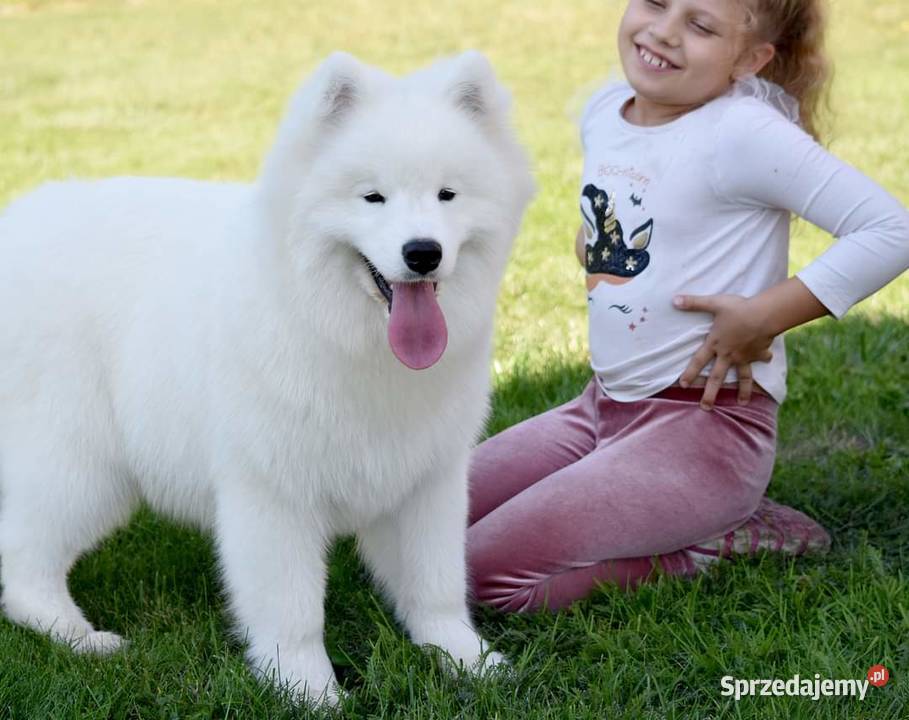 Samoyed szczeniak samiec do odbioru Sesto Senso łódzkie Zduńska Wola