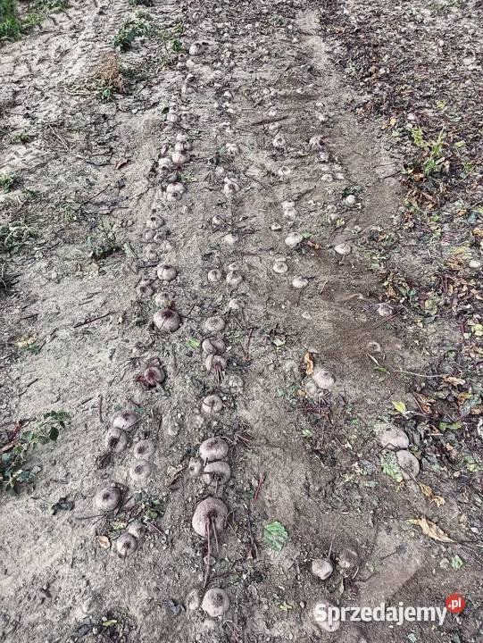 Sprzedam oglawiarke pasową do buraczka selera kujawsko-pomorskie Lubraniec