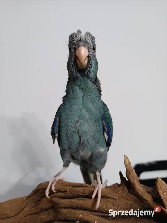 Papuga ręcznie karmiona oswojona Warszawa