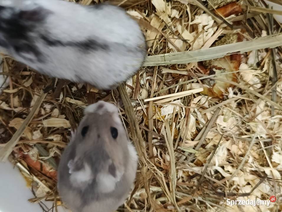 Chomik Dzungarski Jawor