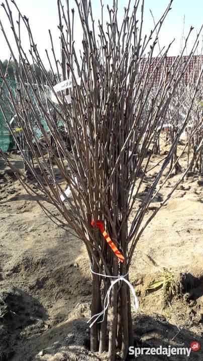 DRZEWKA OWOCOWE Brzeźno