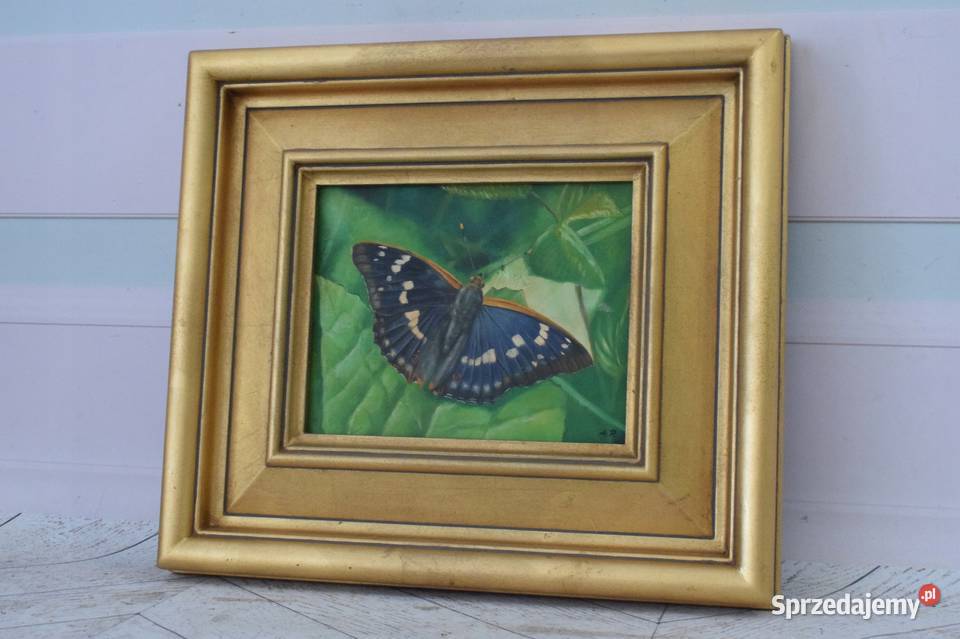 Kolorowy Motyl Motylek Na Liściu Natura Obraz Kraków