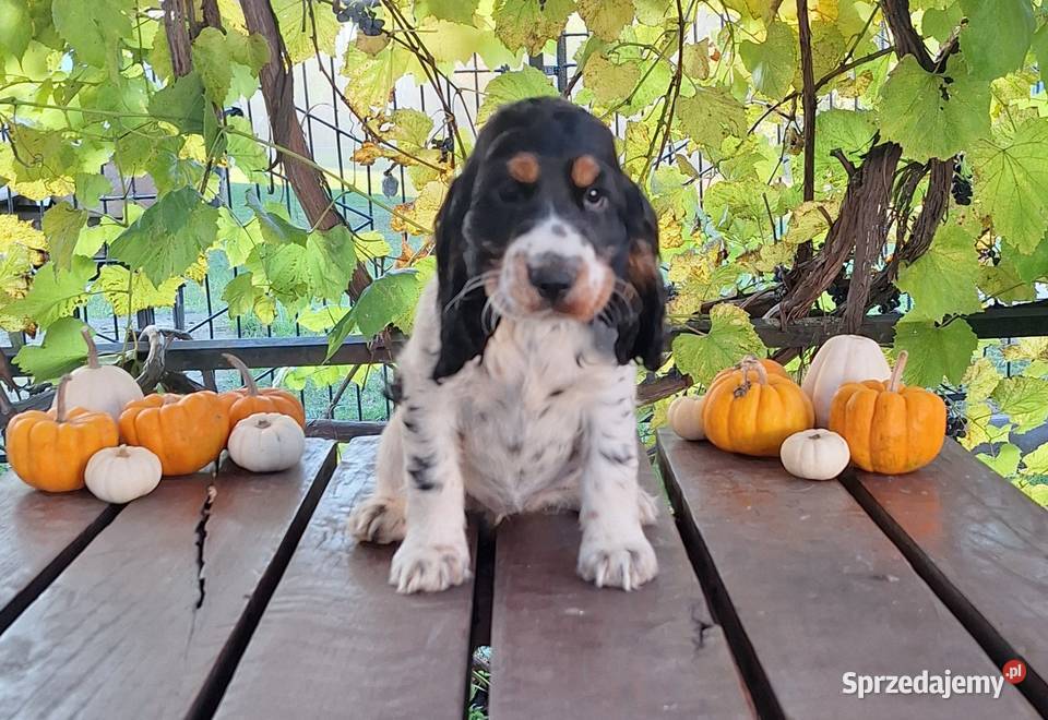 Cocker spaniel angielski Kowal