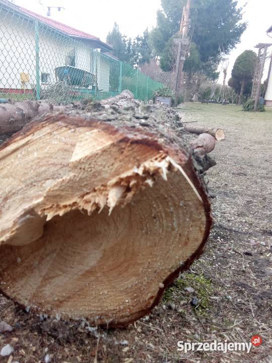 Sprzedam Kłody kloce sosna świerk Pozostałe Iława
