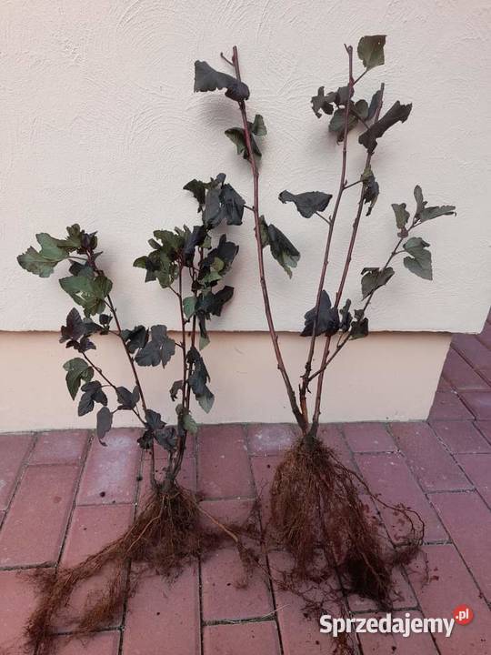 Sadzonki Pęcherznicy Lublin